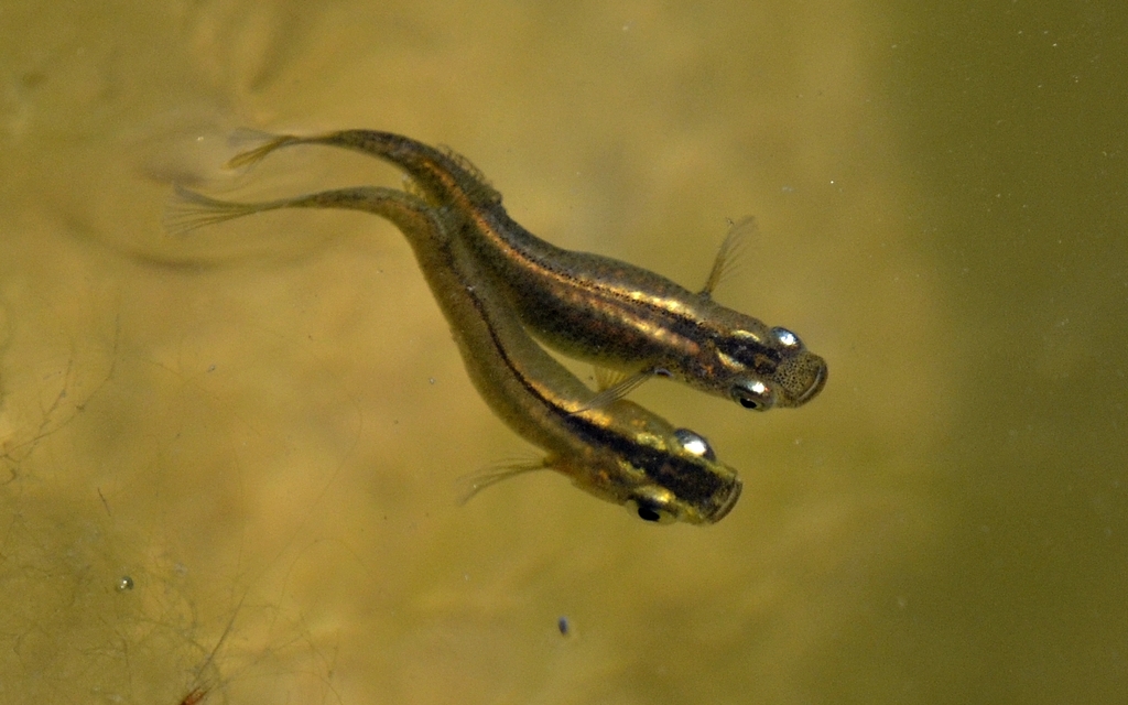 Oryzias celebensis