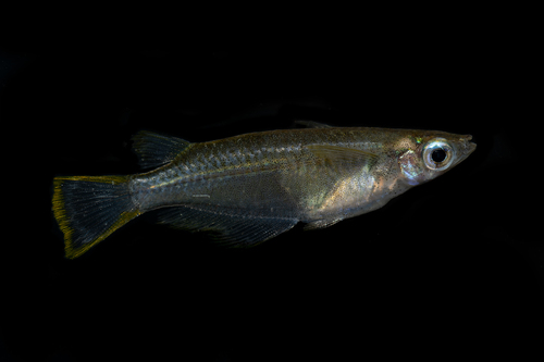 Oryzias javanicus