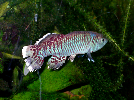 Egger's Killifish
