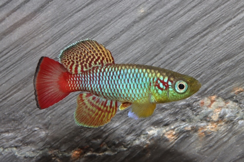 Guentheri's Killiefish