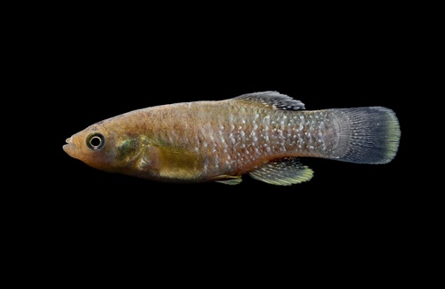 Killifish Fundulus