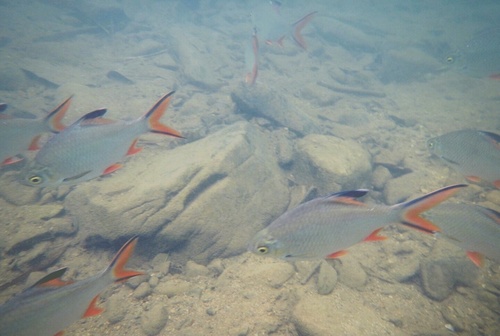 Short Body Tinfoil Barb