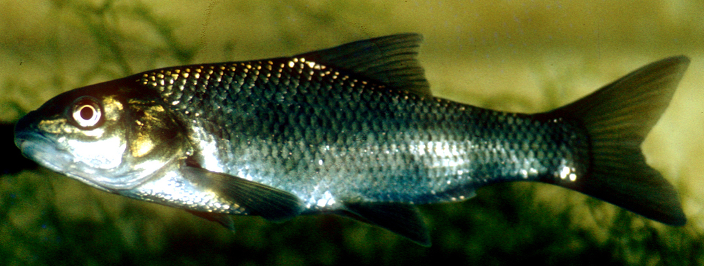 Long Fin Barb