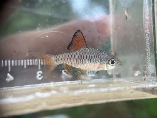 Checkered Barb