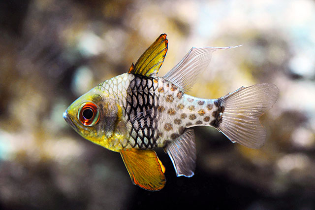 Polkadot Cardinalfish