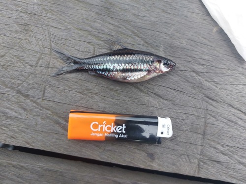 Puntius trifasciatus