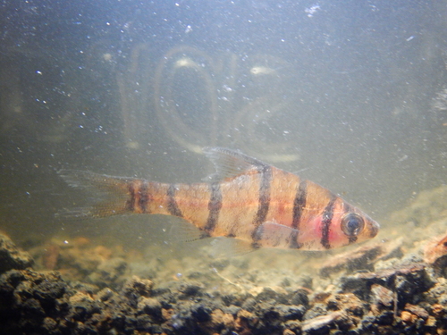 False eightstripe