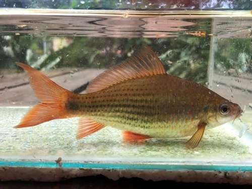 Hard-Lipped Barb