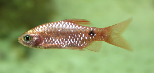 Rosy Barb Red