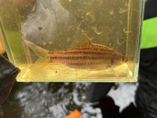 Panda Barb