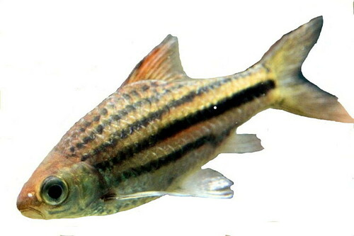 Lined Barb