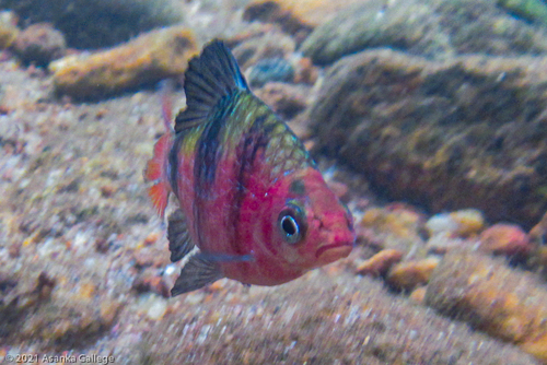 Ruby Barb