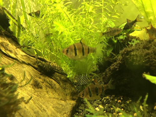 Five Banded Barb