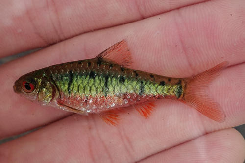 Snyder's Barb