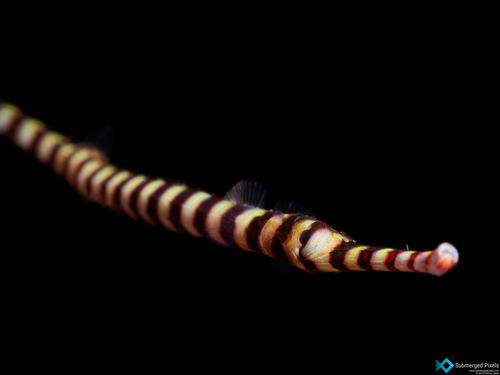 Zebra Pipe Fish