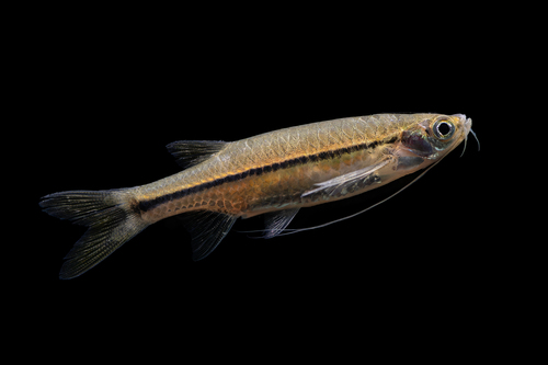 Striped Flying Barb