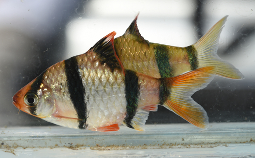 Platinum Diamond Tiger Barb Longfin