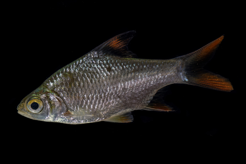 PLATINUM Tinfoil Barb