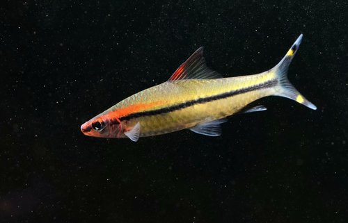 PLATINUM Rose Line Barb