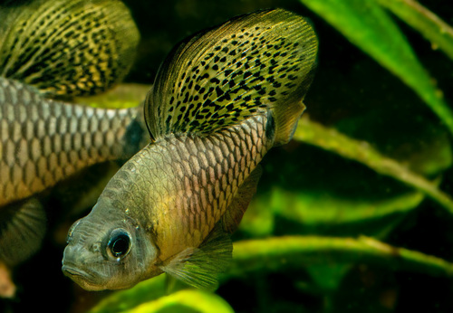 Drape Fin Barb