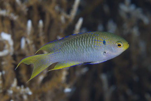 Coral Demoiselle