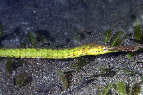 Aligator Pipefish