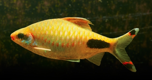 Mascara Barb