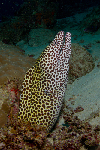 Leopard Morray Eel