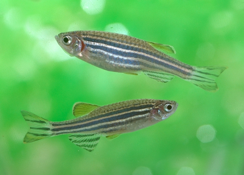 Red Danio