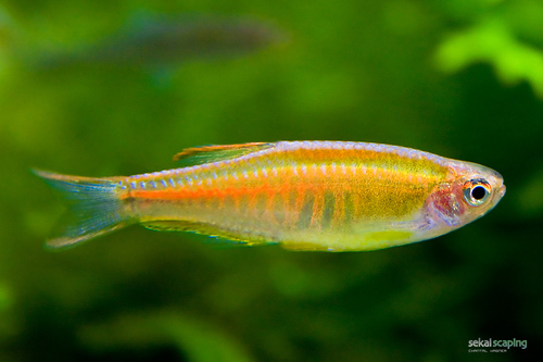 Glowlight Danio