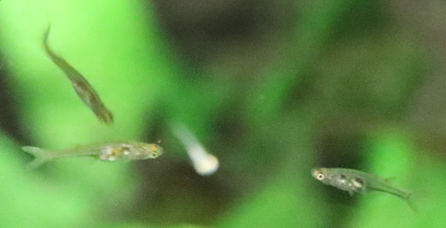 Danionella priapus