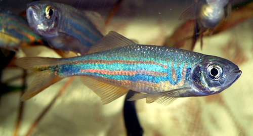 Malabar Giant Danio