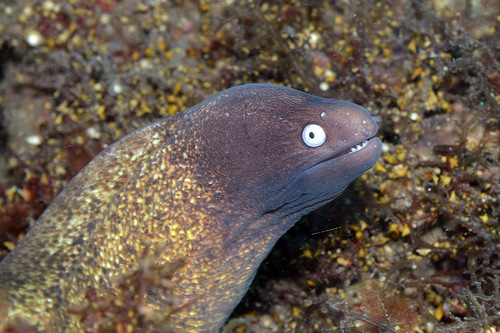 White Eyed Moray