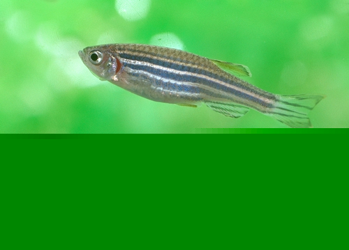 Assorted Glowfish Danio