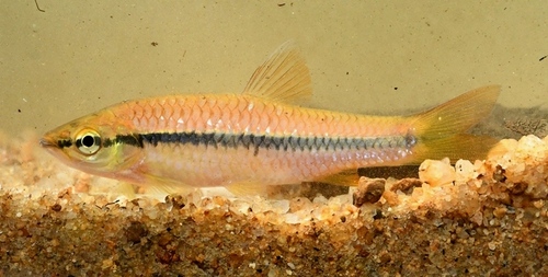 Rasbora Brigit