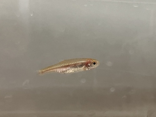 Emerald Dwarf Rasbora (Bio-Secured Bred)
