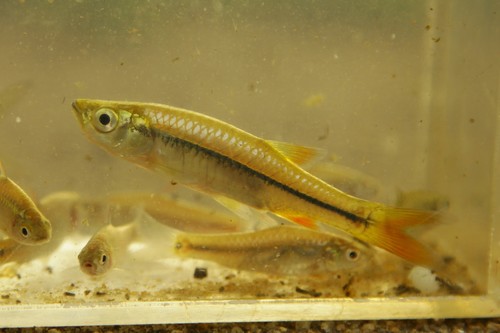 Micro Rasbora
