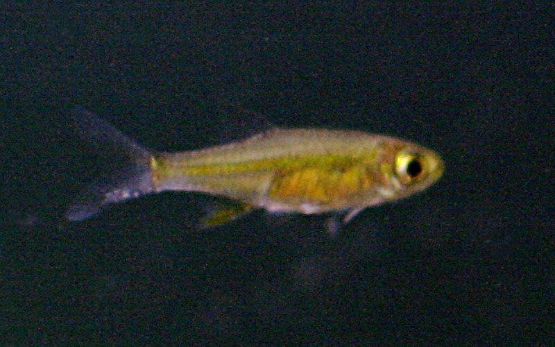 Rasbora Kubotai