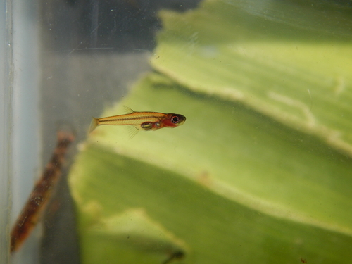 Ruby Rasbora