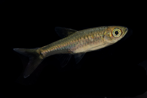 Rasbora bankanensis