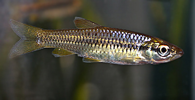 Striped Rasbora/ Slender Rasbora