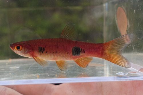 Clown Rasbora