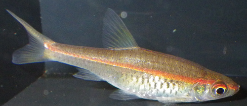 Red Line Rasbora