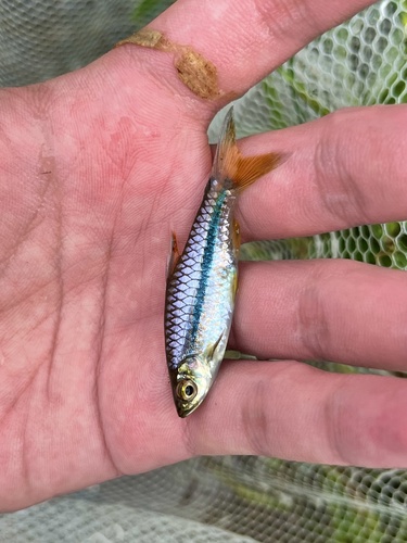 Sarawak Rasbora