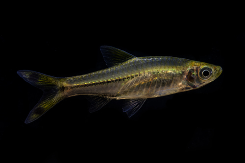 Scissorstail Rasbora