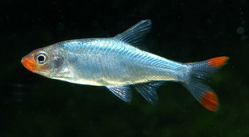 Naked Micro Rasbora