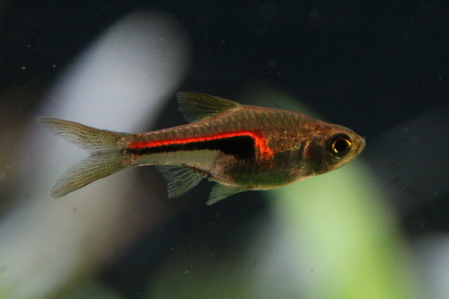 Rasbora Hengeli (Glowlight Rasbora / Hemgel's Rasbora)