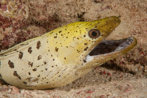 Dark-spotted Moray