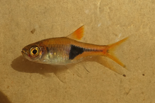 Rasbora Harlequin