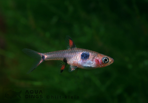 Red Rasbora